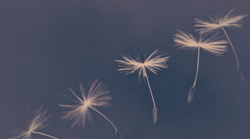 임형주, POPERA, K-POP