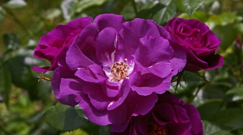 포레스텔라, Bohemian Rhapsody