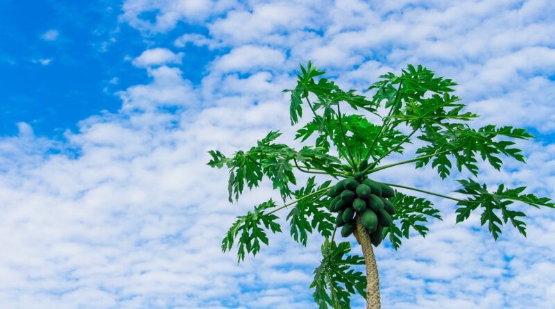 Papaya Tree 2918226 1280