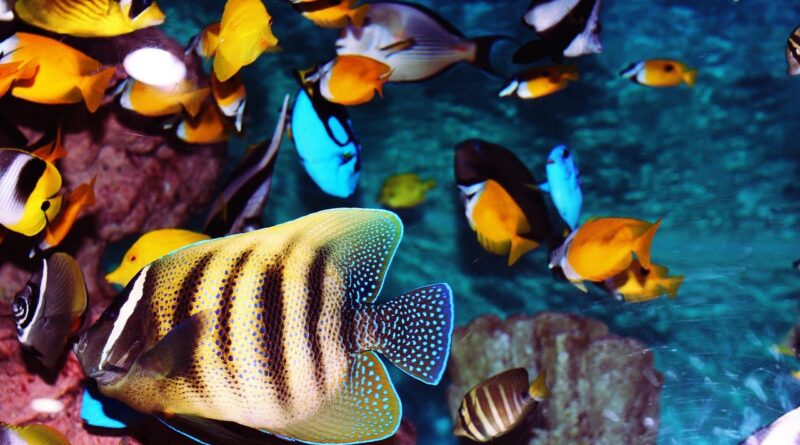 Tropical Fish 2395616 1280