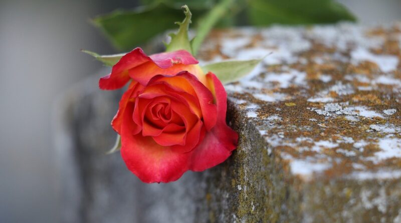 Red Yellow Rose 4460254 1280